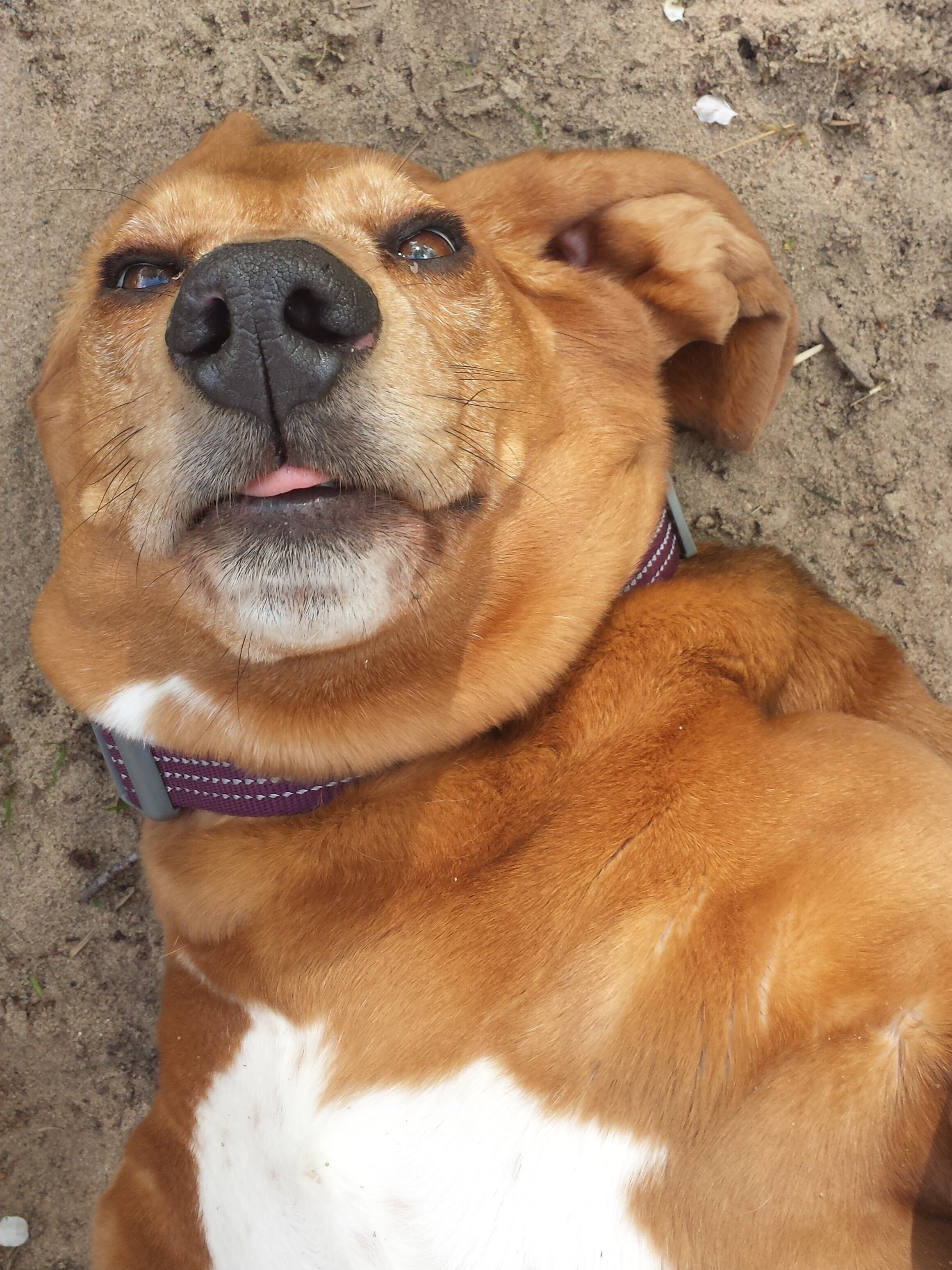 Chow chow hotsell basset hound mix